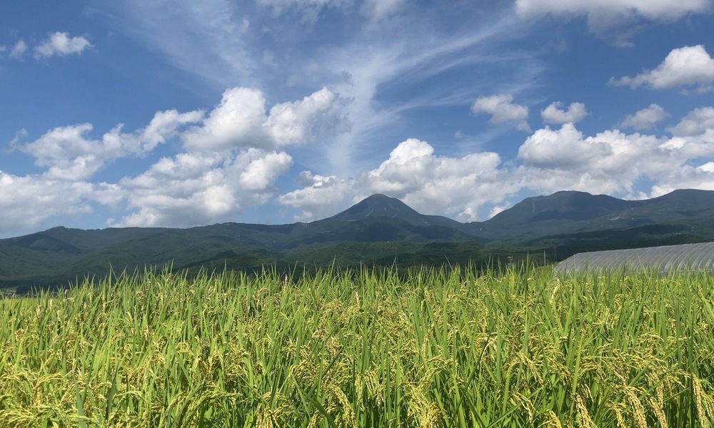 八ヶ岳と稲穂の風景(長野県茅野市)