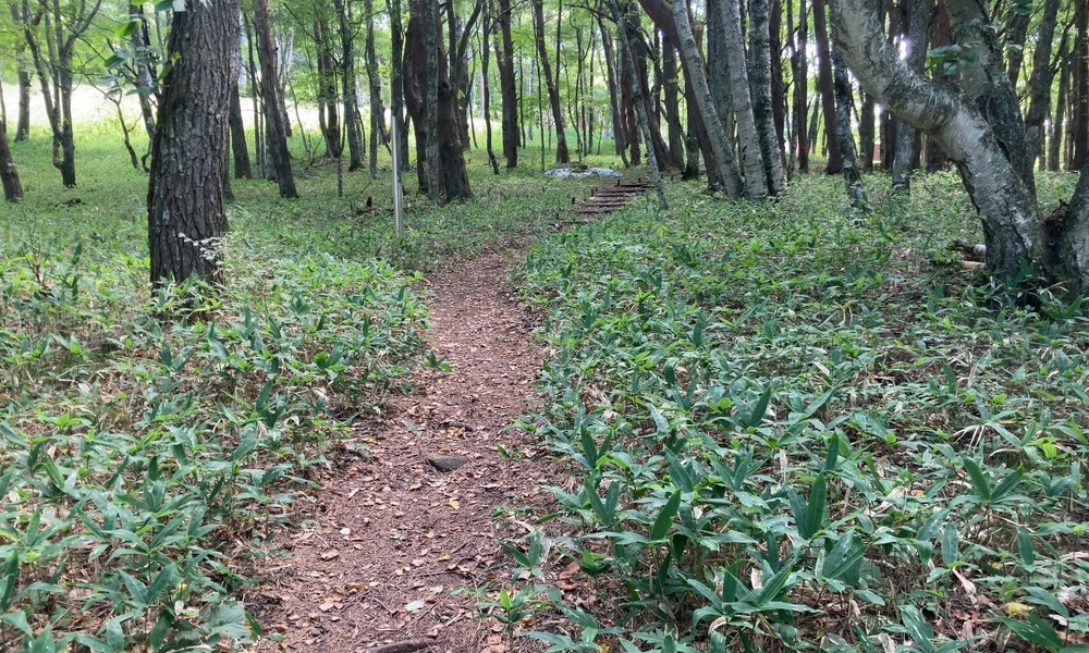 星糞峠の森に続く小道。縄文人が黒曜石を求めて歩いた歴史を感じさせる風景