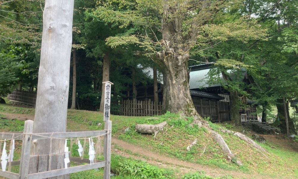 諏訪大社の御柱と社殿を背にした巨木。縄文から続く祈りの場の象徴的風景。