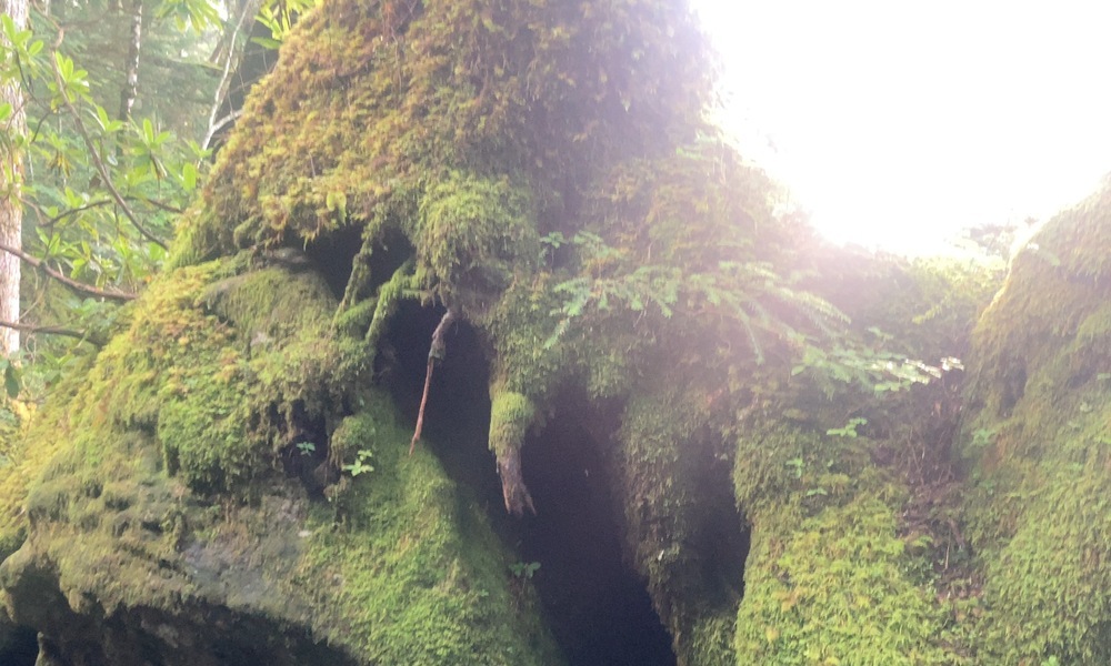 倒木を覆う苔が小さな森のように広がる、白駒池の苔の森