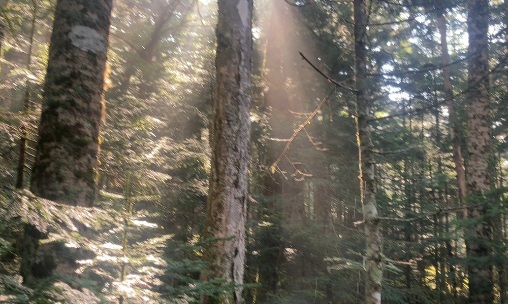 苔むす森に差し込む木漏れ日。光の柱が静寂の森を照らし、祈りの場のような神秘を感じさせる。