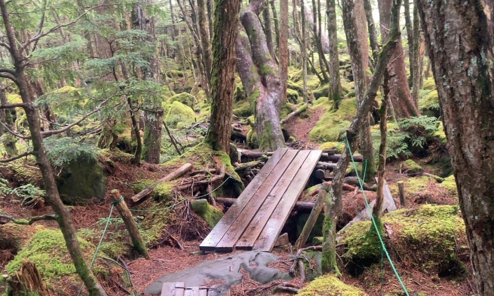 白駒池の苔むす森を抜ける木道。緑に包まれた静寂の中で、歩く者に「いまをどう生きるか」と問いかける小径。