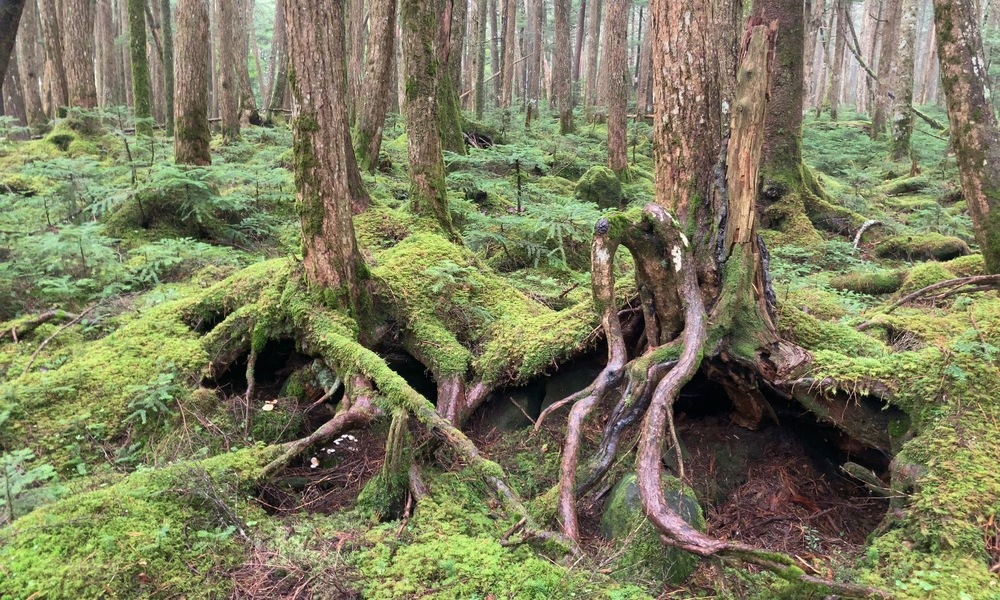 苔むす森の中、木々の根が絡み合い、大地にしっかりと広がる光景。生命の力強さと悠久の時間を感じさせる。