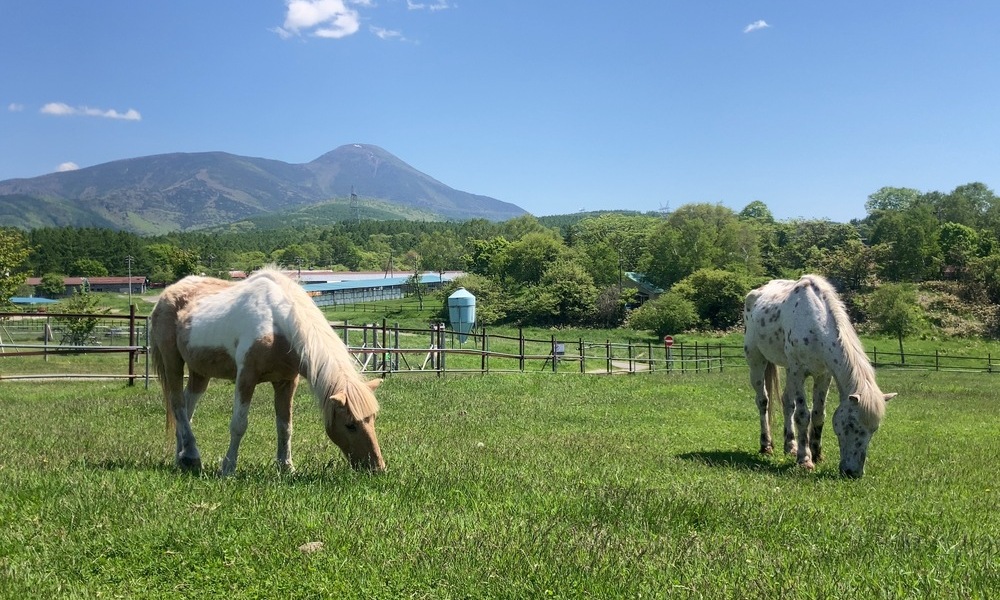 長門牧場で草を食む馬の向こうにそびえる蓼科山