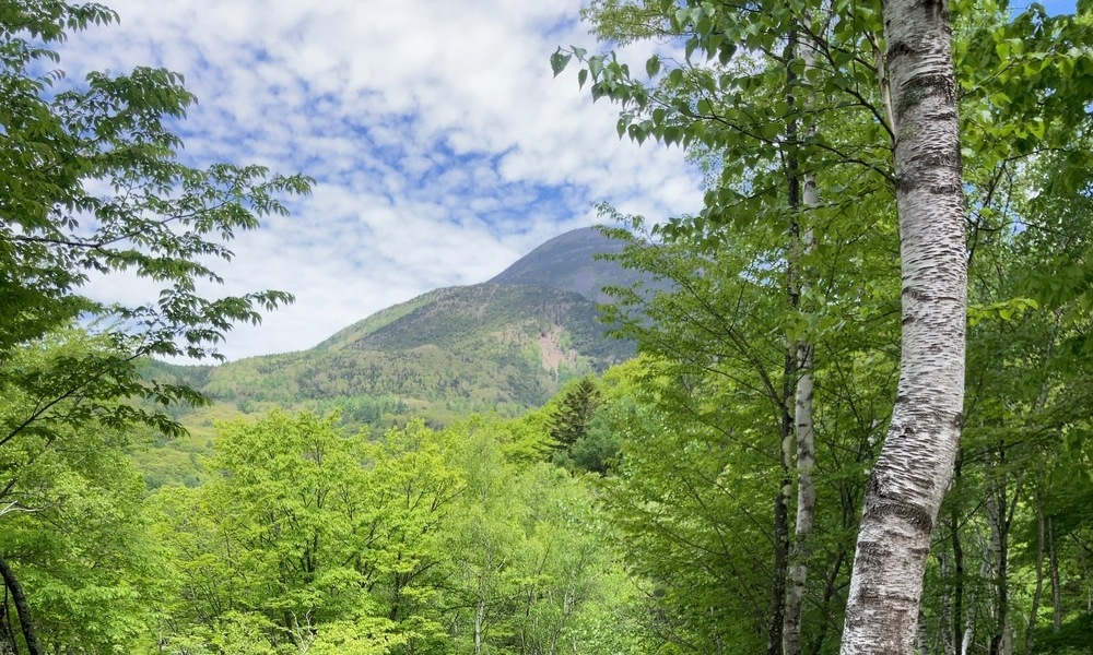 白樺林の向こうにそびえる蓼科山
