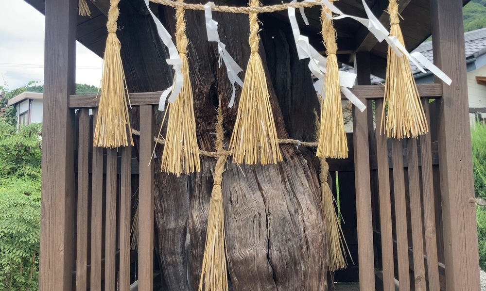 諏訪湖畔・尾掛松。龍神を祀る社に残る古木と注連縄の装い
