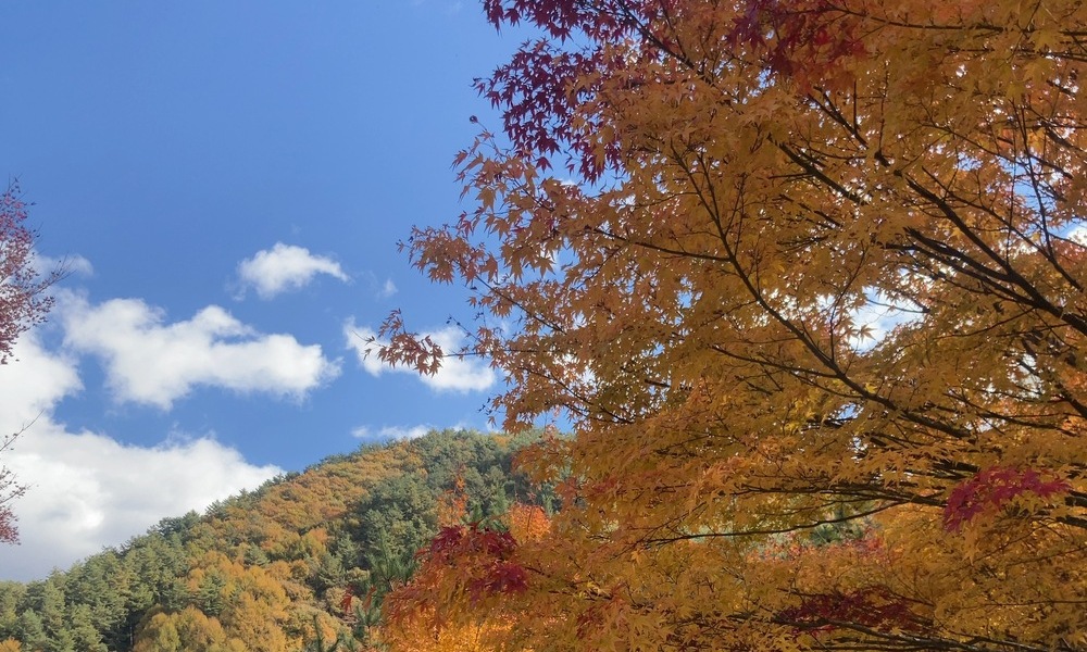紅葉したカエデの枝越しに広がる秋空。赤と橙の葉が光を受けて色づく様子
