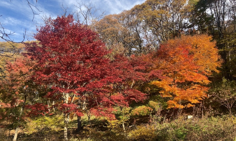 山肌に沿って深まる紅葉のグラデーション。木々の色が歩くほどに変化する秋の森の景色