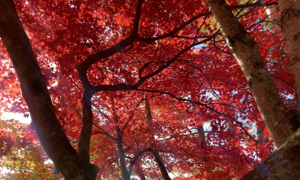 頭上に広がる紅の層──木々がつくる秋の天井