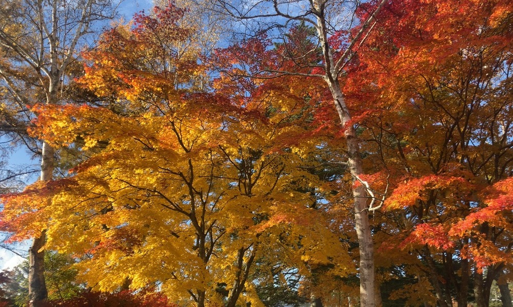 諏訪の森を彩る黄と赤のグラデーション、晩秋の光に浮かぶ広葉樹の紅葉風景