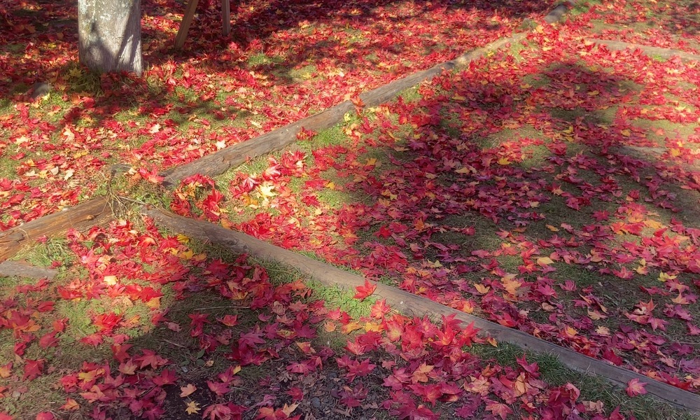地面いっぱいに広がる赤い落ち葉と、木漏れ日に照らされた苔の小径