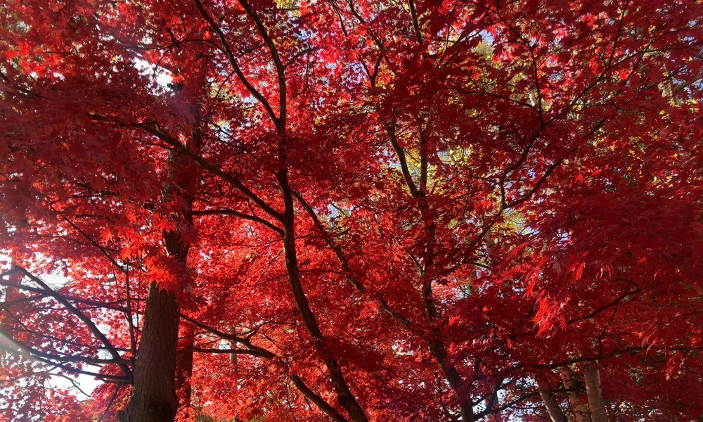 秋の光に透けて深紅に染まるカエデの樹冠。重なる枝が赤の層をつくり、森の空気そのものが色づく瞬間を写した一枚。