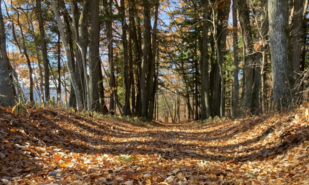 落ち葉に覆われた森の小道と縄文遺跡の林