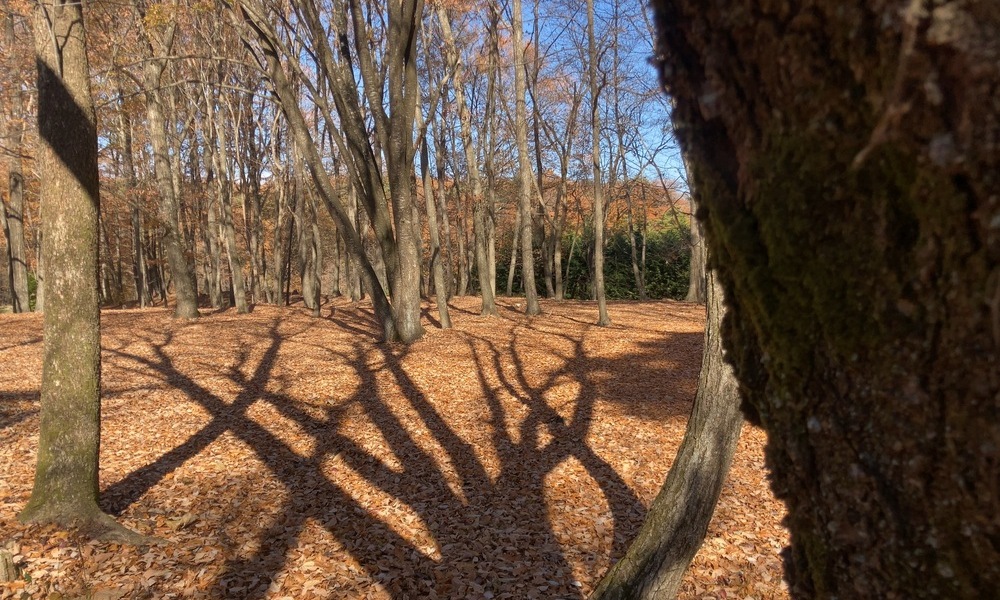 冬枯れの森で、低い陽から伸びる木々の影と落ち葉の広がる地面