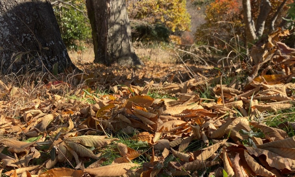 晩秋の森、積もった落ち葉と静かな地面の表情
