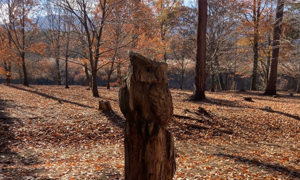 秋の森に立つ一本の伐られた木柱。落ち葉に覆われた縄文遺跡の林の中で、時間の痕跡として残る形。