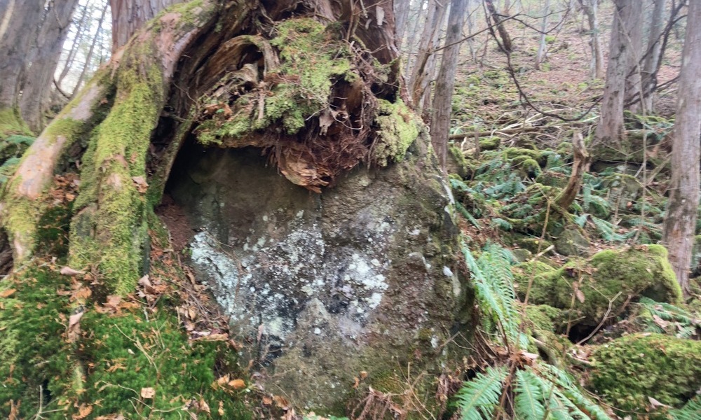 蓼科大滝へ向かう道の途中にある、苔と木の根に覆われた岩。森の中で人の手が加わらないまま残されている。