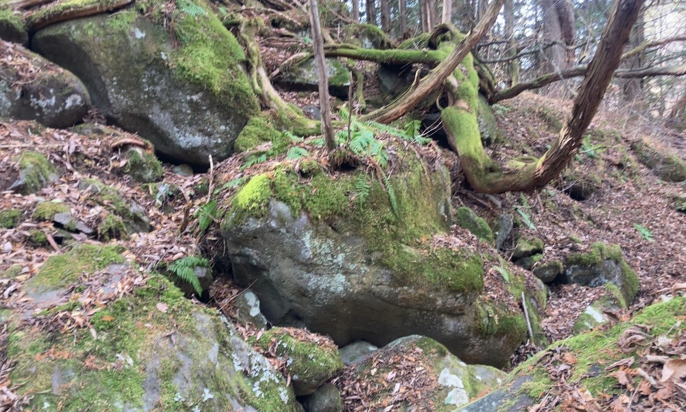 蓼科の森の斜面にある、苔に覆われた岩と絡みつく木の根。長い時間その場に留まり続けている。