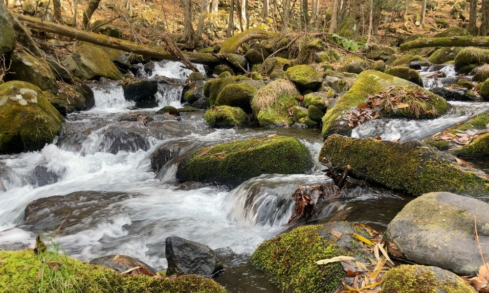 苔むした岩の間を流れる渓流。絶えず形を変えながら進み続ける山の水。