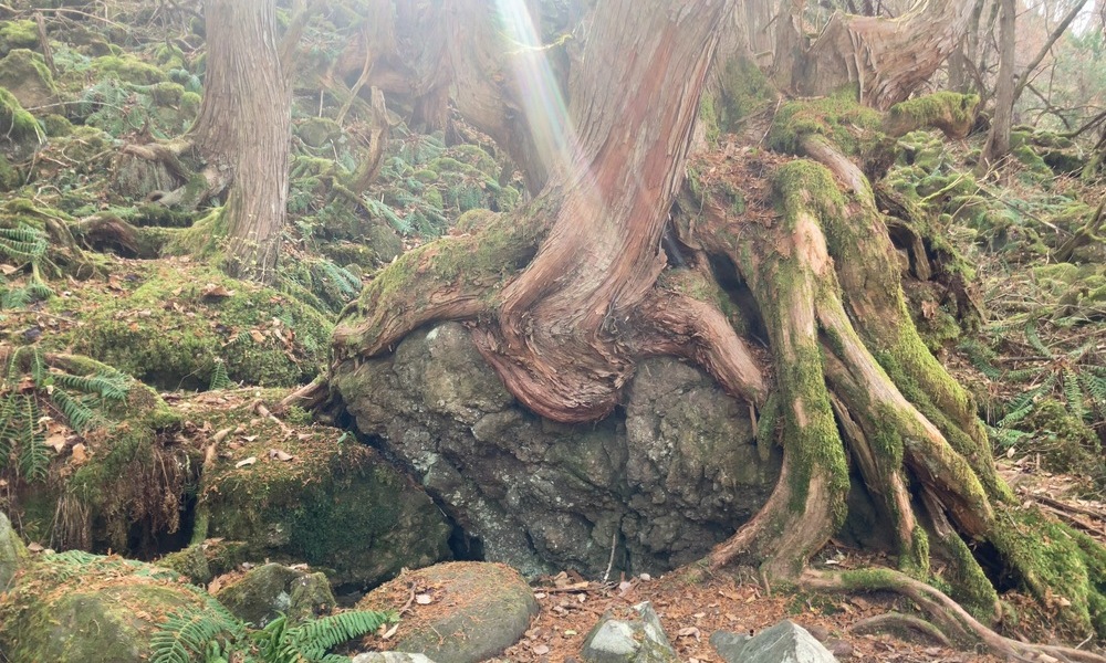 蓼科の森で、岩を抱くように根を張る木と、苔むした地面。