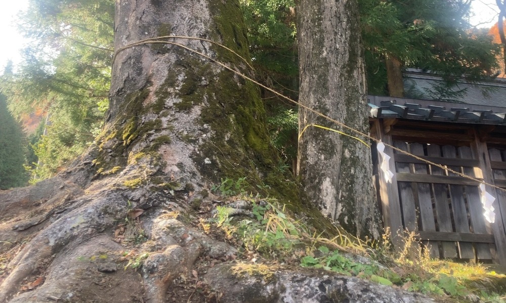 注連縄が巻かれた大木の根元と、その奥に佇む社殿。人の判断と土地の時間が交差する場所。