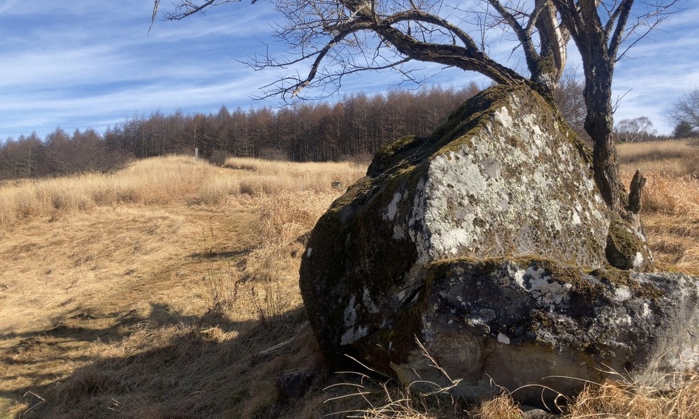 旧御射山草原に残る苔むした巨石と、その背後に広がる起伏地形。木と岩が一体化した景観が、自然と人の境界が曖昧だった時代を感じさせる