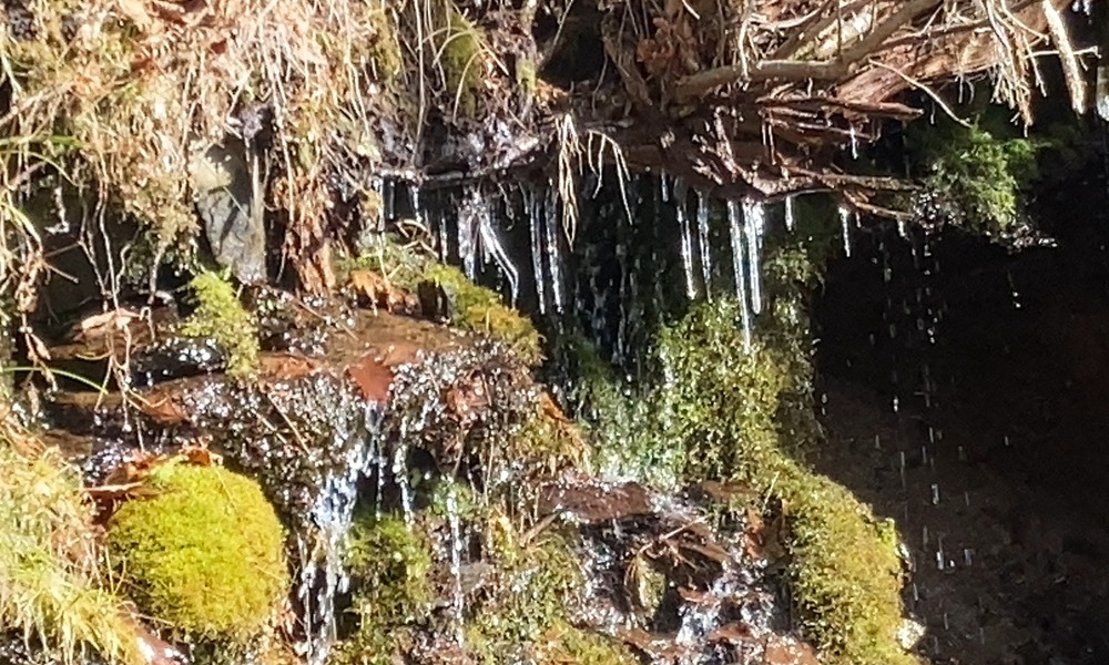 岩場と苔の間からしみ出す山の湧き水