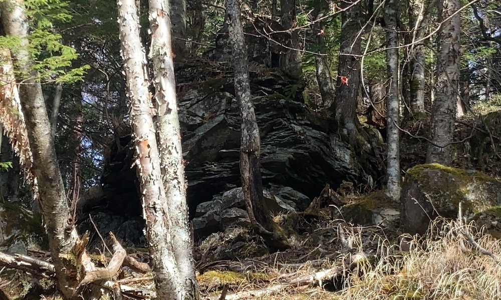 森林の中で岩盤が露出している山の斜面