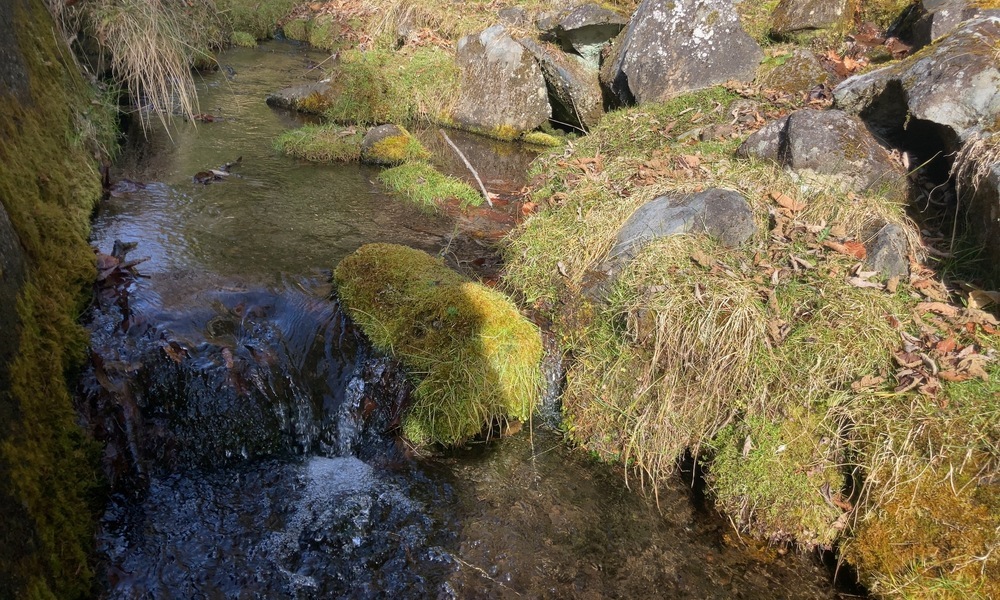 岩と苔のあいだを水が流れる森の中の小さな流れ