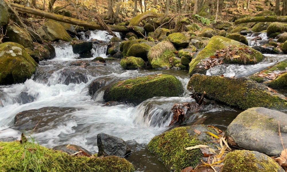 苔に覆われた岩が点在する中を、水が小さく流れていく山の渓流