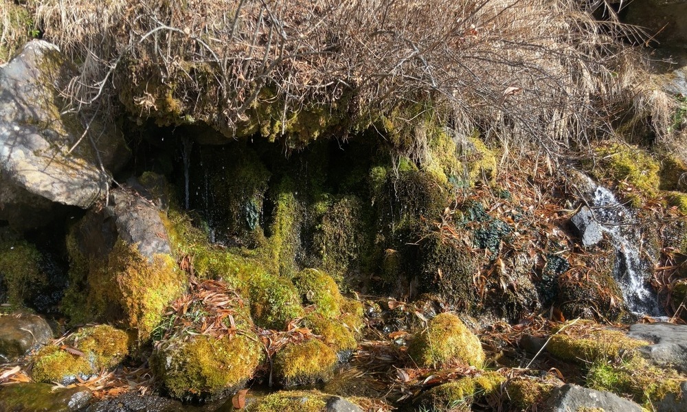 苔むした岩の隙間から、水が静かに染み出している山の斜面
