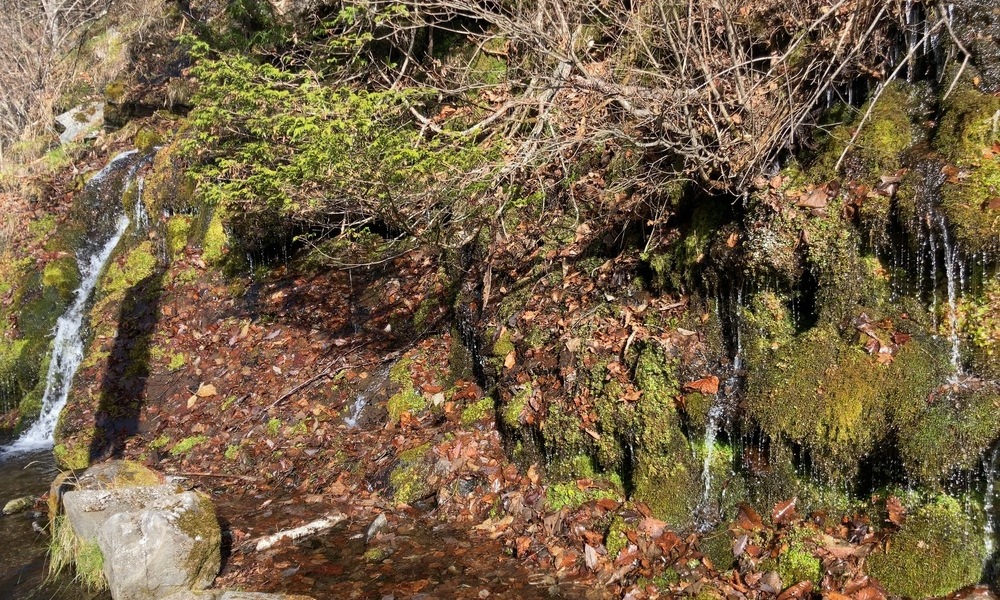 落ち葉と苔に覆われた斜面の岩肌から、水が静かに流れ落ちている