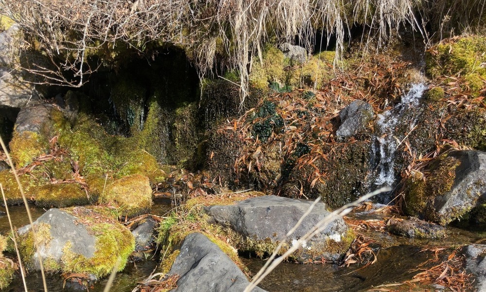 苔と岩の間から、水が細く流れ落ちている斜面