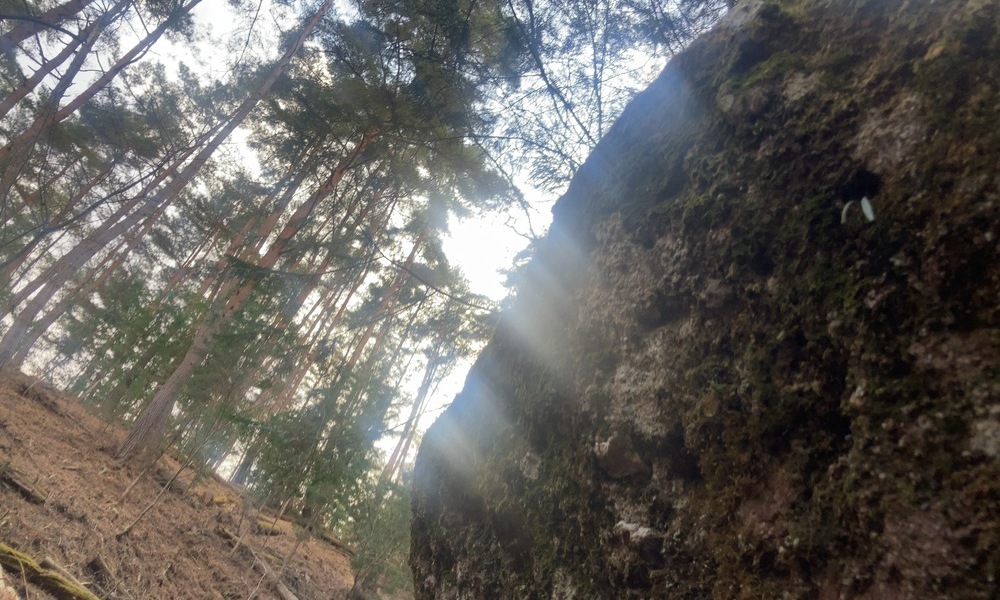 森の斜面から見上げた小袋石の岩肌と木々