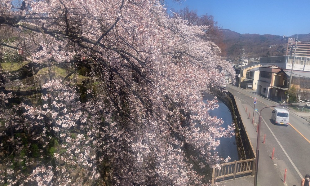 桜並木の下を道がゆるやかに続き、歩く速度が少し変わる春の通り