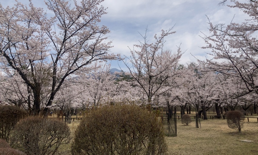 曇り空の下で咲き始めた桜が、春の気配を静かににじませる風景