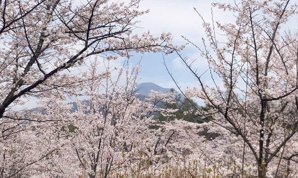 山並みを背景に淡くひらく桜が、冬から春へほどける季節の境目を感じさせる景色