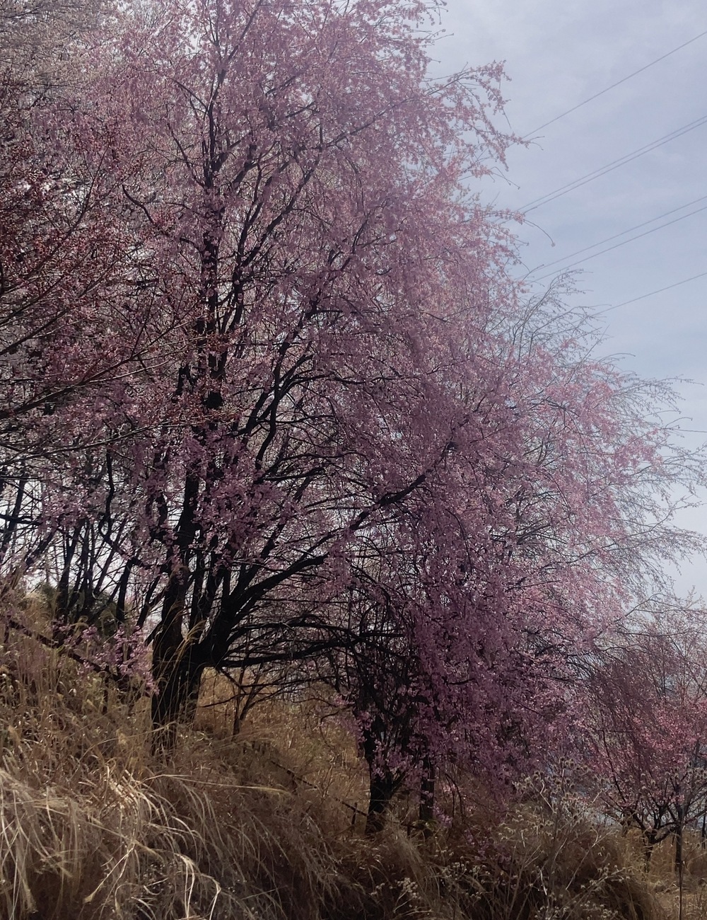 やわらかな曇天の下で枝垂れる桜が、春の切なさを静かに映す風景