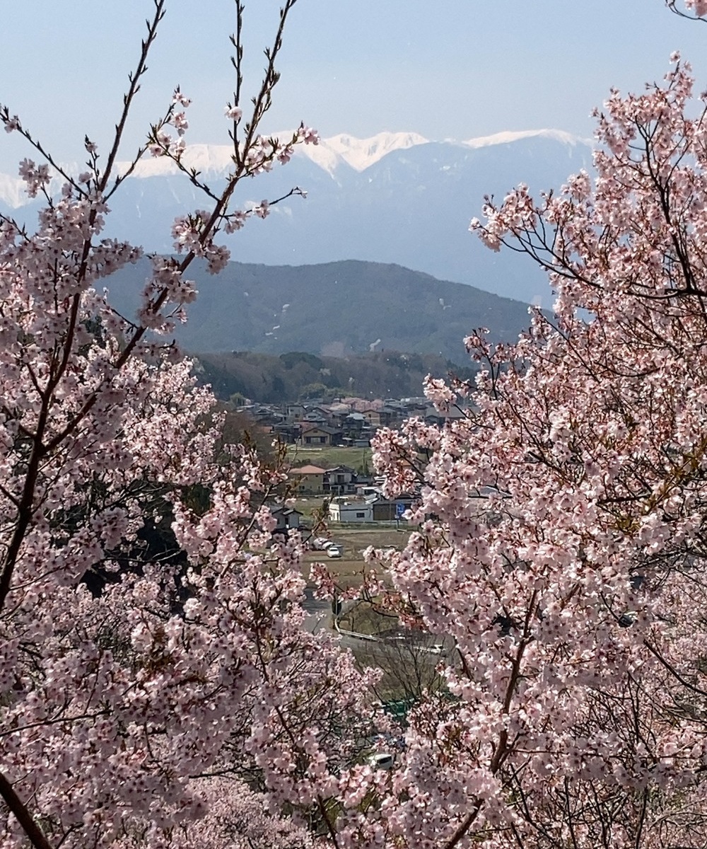山と里のあいだに咲く桜が、土地ごとにずれてひらく春の時間差を感じさせる景色