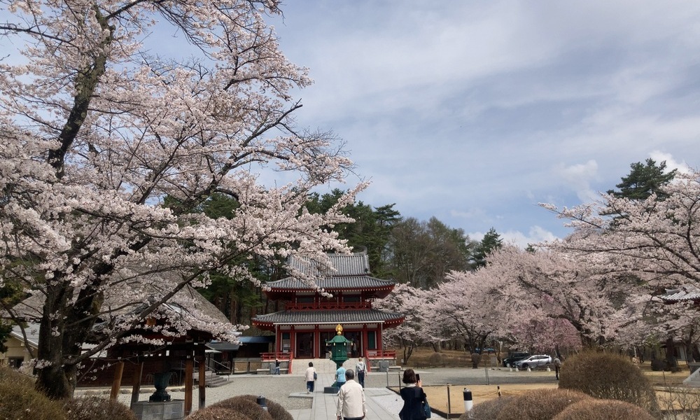 桜越しに見える社殿と空が、土地が春をひらく前の気配を伝える風景