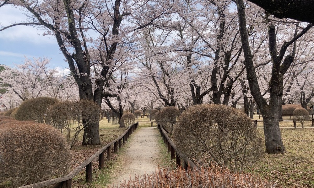 桜並木の小道が奥へ続き、散った後も季節が次へ進んでいくことを感じさせる景色