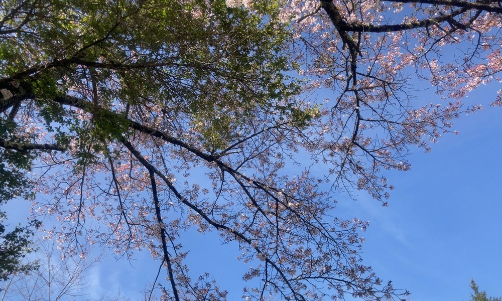 見上げた空に桜の枝が広がり、花ではなく時間を見上げているような春の一枚
