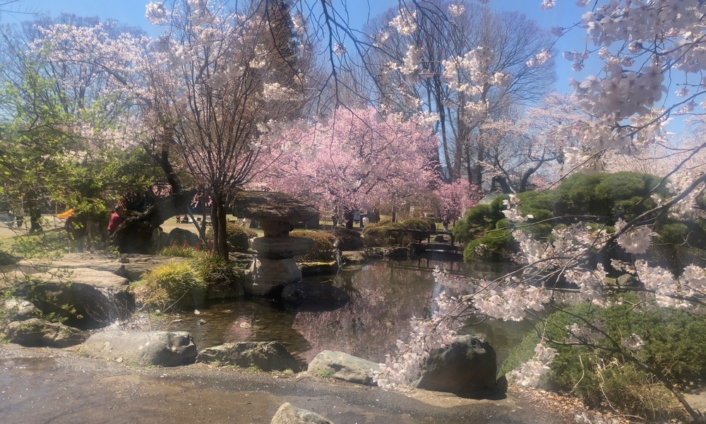 満開の桜と水辺の岩が重なり、木花咲耶姫命の花の時間と磐長姫命の岩の時間が静かに交差する風景