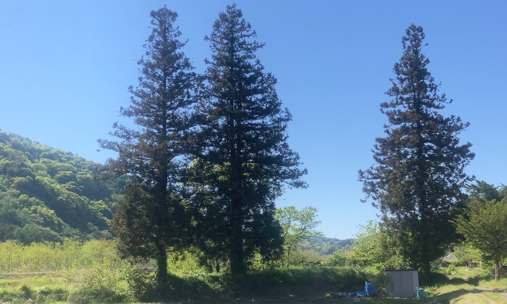 旧甲州街道沿いに立つ3本の木──蔦木宿で風景の意味が切り替わる場所