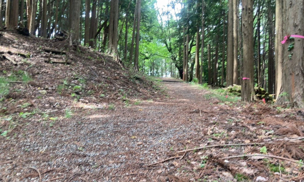 諏訪の神域へと続く森の参道、木漏れ日の差し込む静かな入口